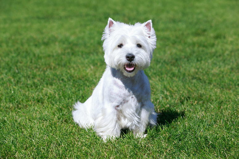 O west&nbsp;highland&nbsp;white&nbsp;terrier &eacute; atento, confiante e curioso 