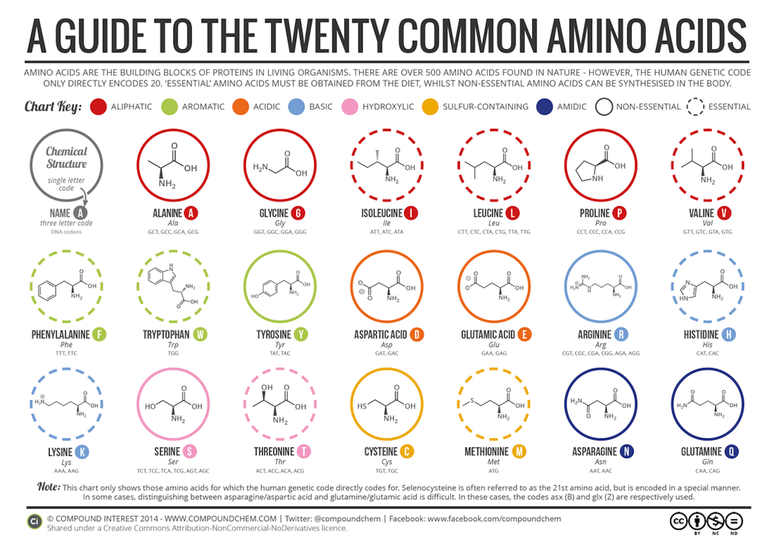 Gr&aacute;fico com as estruturas qu&iacute;micas de 20 amino&aacute;cidos