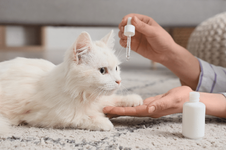 A aplica&ccedil;&atilde;o de &oacute;leos essenciais diretamente na pele dos pets pode aumentar o risco de intoxica&ccedil;&atilde;o, principalmente em gatos 