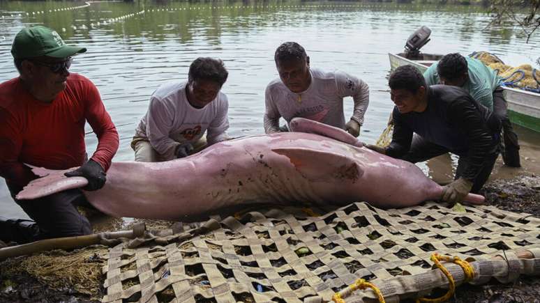 Pescadores locais e assistentes de campo colocam um boto-cor-de-rosa capturado em uma maca no Lago Amana, perto de Tef&eacute;, no Amazonas, Brasil, em 25 de setembro de 2025. Pesquisadores do Instituto Mamiraua e seus parceiros est&atilde;o realizando capturas cient&iacute;ficas de botos-cor-de-rosa nos lagos Tef&eacute; e Amana para monitorar a sa&uacute;de e a popula&ccedil;&atilde;o dessa esp&eacute;cie amea&ccedil;ada de extin&ccedil;&atilde;o, depois que mortes em massa causadas por secas recentes dizimaram o n&uacute;mero de animais na regi&atilde;o.