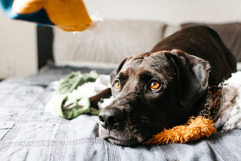 A dificuldade de ficar sozinho pode ser um sinal de que o cachorro est&aacute; excessivamente dependente da presen&ccedil;a do tutor 