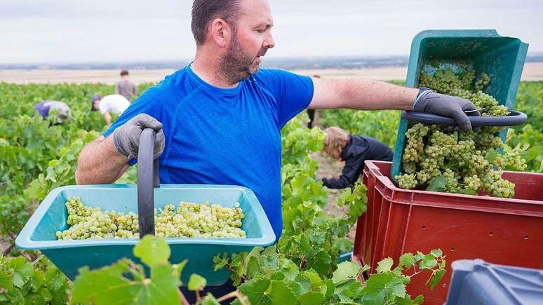A colheita de uvas teve que come&ccedil;ar mais cedo na Fran&ccedil;a neste ano