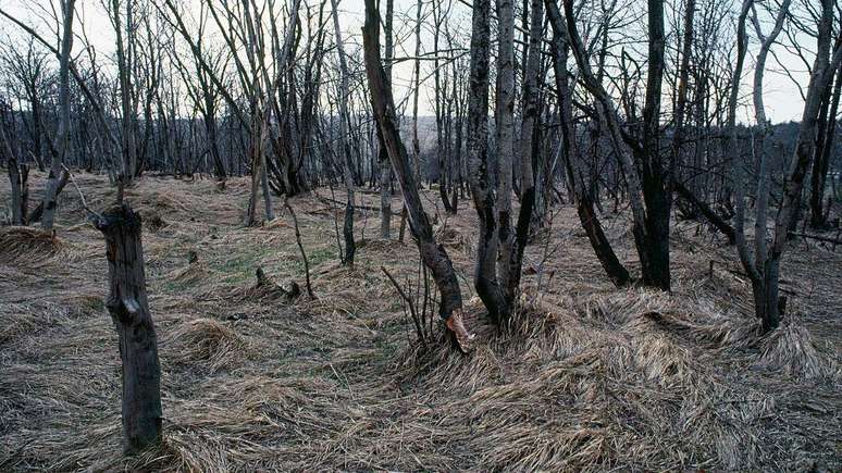 A polui&ccedil;&atilde;o causada pelo enxofre contribuiu para a chuva &aacute;cida que destruiu florestas como em 1990, no territ&oacute;rio da antiga Checoslov&aacute;quia