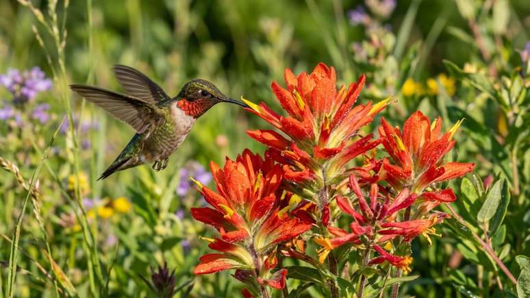 Setembro oferece as condi&ccedil;&otilde;es clim&aacute;ticas perfeitas para o plantio de esp&eacute;cies perenes que transformam o jardim em um santu&aacute;rio para polinizadores.