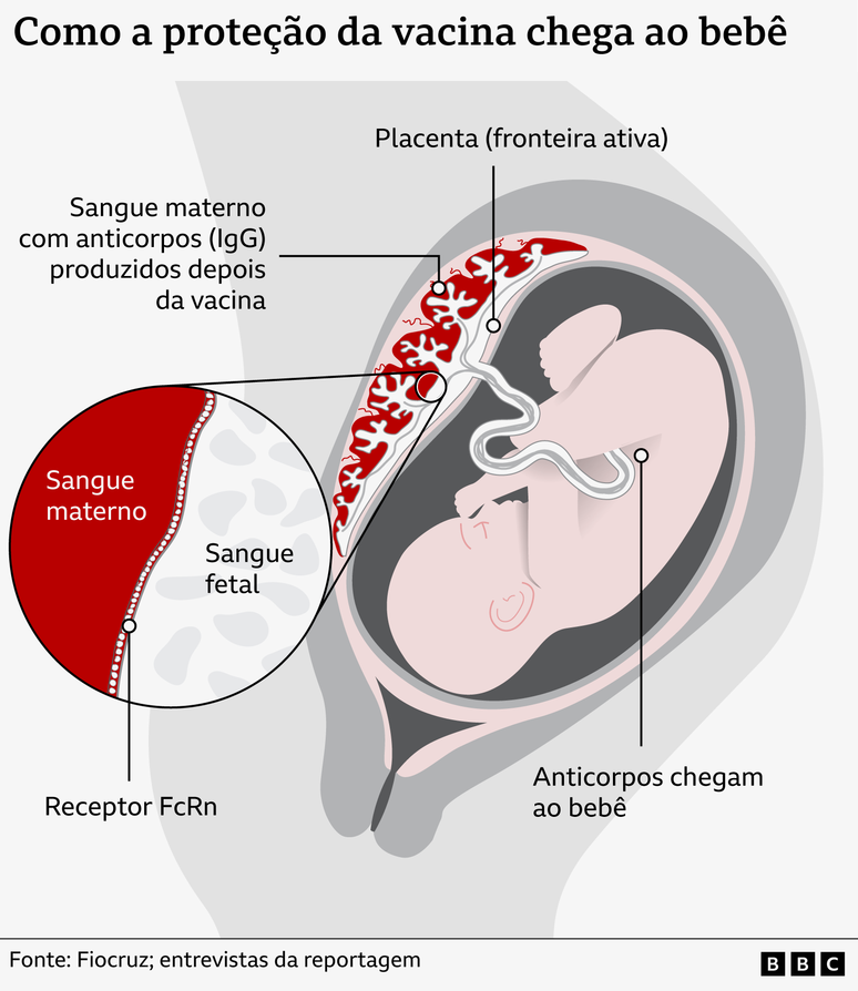 Ilustra&ccedil;&atilde;o mostra como anticorpos produzidos pela m&atilde;e ap&oacute;s a vacina atravessam a placenta e chegam ao beb&ecirc; ainda durante a gesta&ccedil;&atilde;o