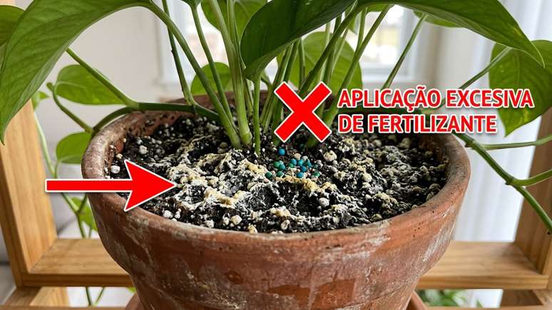 Respeitar o ritmo biol&oacute;gico das plantas de interior e suspender a aduba&ccedil;&atilde;o excessiva em setembro evita o ac&uacute;mulo de sais minerais e protege as ra&iacute;zes.