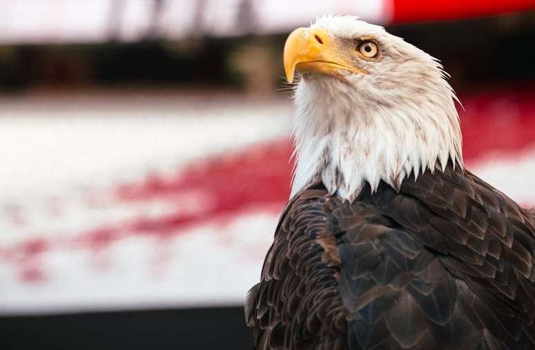&Aacute;guia Vit&oacute;ria sobrevoa o Est&aacute;dio da Luz antes de todas as partidas do Benfica &ndash;