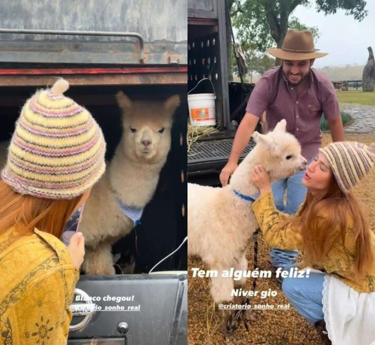 Giovanna Ewbank ganhou do marido, Bruno Gagliasso, uma alpaca macho
