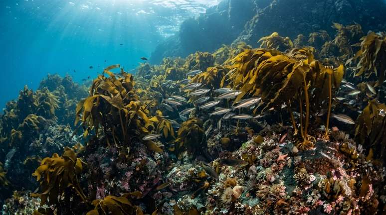 Essas florestas submarinas funcionam como habitat para peixes e in&uacute;meros pequenos organismos