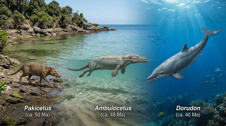 Segundo os modelos, formas de vida apenas parcialmente aqu&aacute;ticas ainda podem, ao longo da evolu&ccedil;&atilde;o, voltar a depender mais da terra.