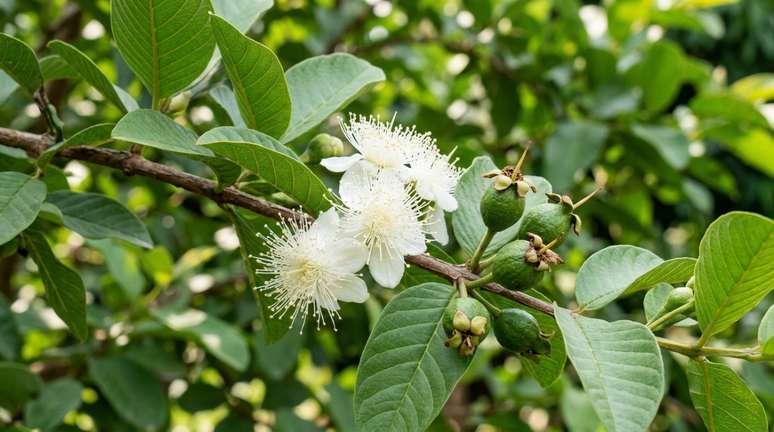 As flores s&atilde;o brancas, perfumadas e apresentam muitos estames, criando um aspecto delicado e quase felpudo.