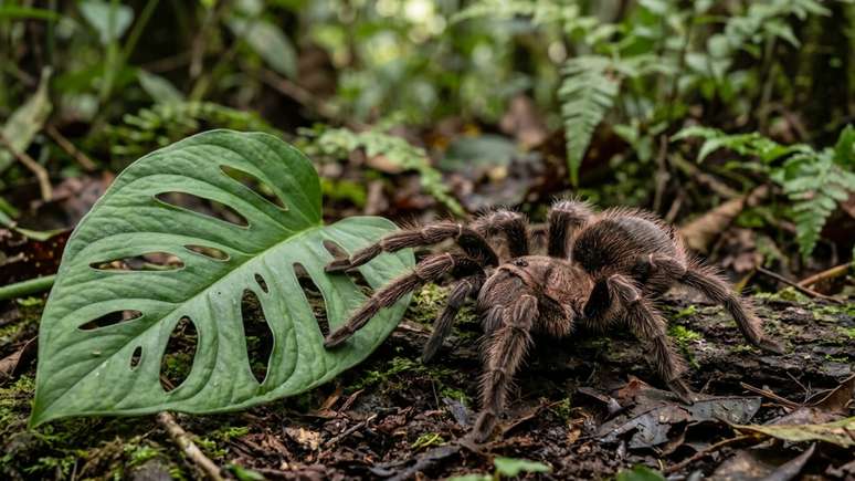 Dist&acirc;ncia e calma reduzem o risco durante encontros com essas aranhas.