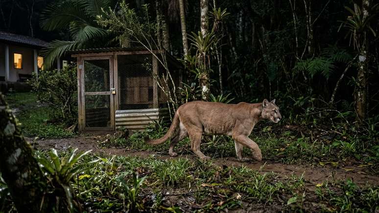 A fam&iacute;lia refor&ccedil;ou o galinheiro sem perseguir ou atrair o animal.
