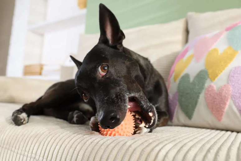 Jerry &eacute; um nome divertido para um cachorro d&oacute;cil, engra&ccedil;ado e um pouco desajeitado 
