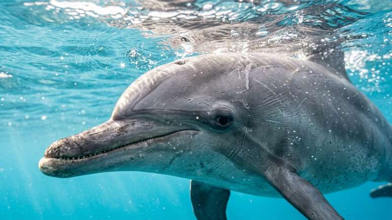 O rigoroso Parque Nacional Marinho salvaguarda ecossistemas oce&acirc;nicos vulner&aacute;veis e garante a preserva&ccedil;&atilde;o da natureza.