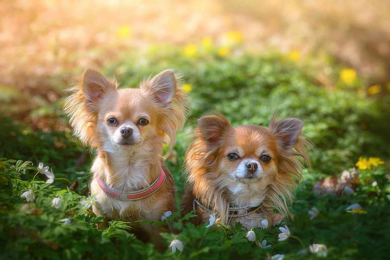 Chihuahuas