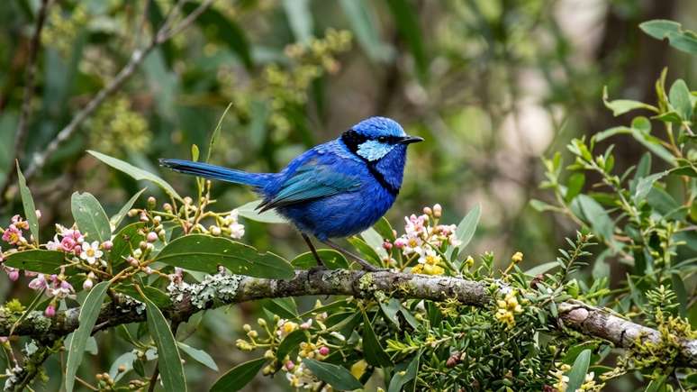 A rica biodiversidade e a preserva&ccedil;&atilde;o da Mata Atl&acirc;ntica tornam esse ref&uacute;gio natural indispens&aacute;vel.