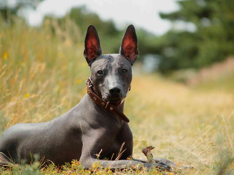 C&atilde;o xoloitzcuintli