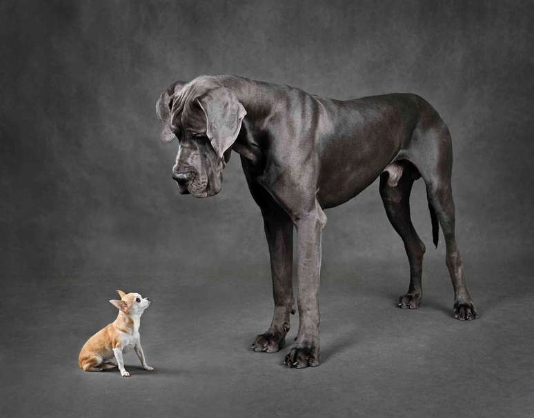 Chihuahua e grande dan&ecirc;s