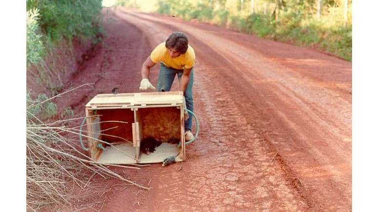 Muitos animais foram transportados para reservas no mesmo ecossistema da Floresta Atl&acirc;ntica do Alto Paran&aacute;