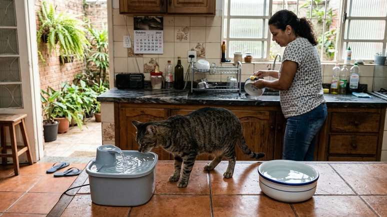 O local do pote pode influenciar quanto e como o gato bebe.