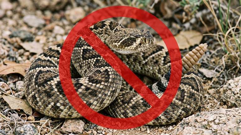 Ao encontrar uma serpente em casa, o correto &eacute; isolar o c&ocirc;modo e acionar imediatamente o resgate especializado.