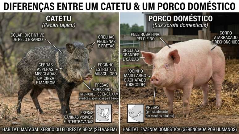 Manter dist&acirc;ncia evita aumentar a tens&atilde;o durante encontros em trilhas.