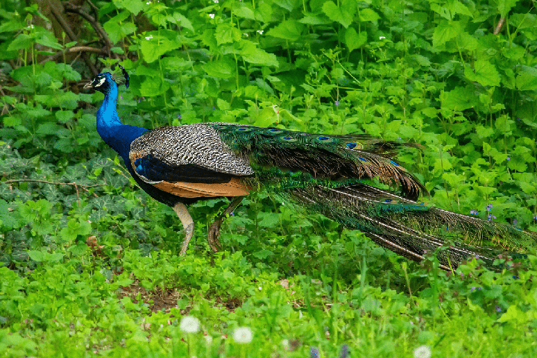 Embora geralmente prefira caminhar ou correr durante boa parte de seus deslocamentos, o pav&atilde;o consegue voar 