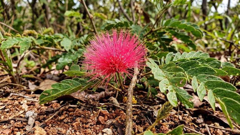 Pr&aacute;ticas de ecoturismo sustent&aacute;vel aproximam a sociedade da import&acirc;ncia vital da conserva&ccedil;&atilde;o ambiental.