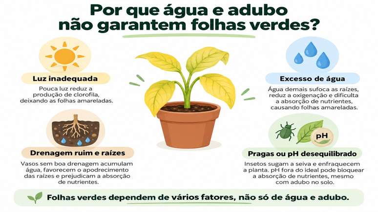 Excesso de &aacute;gua pode sufocar as ra&iacute;zes e amarelar folhas