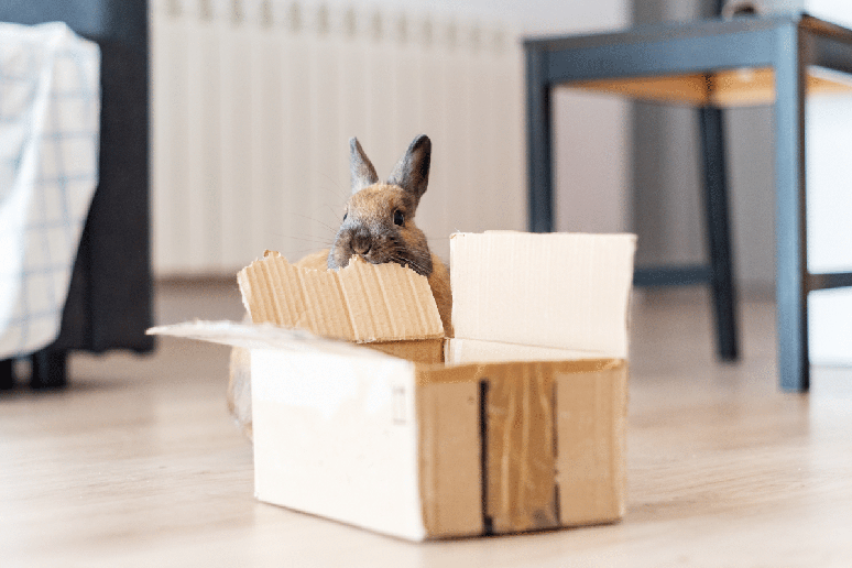 Caixas de papel&atilde;o, t&uacute;neis, plataformas, esconderijos e outros est&iacute;mulos ajudam os coelhos a expressarem comportamentos naturais 
