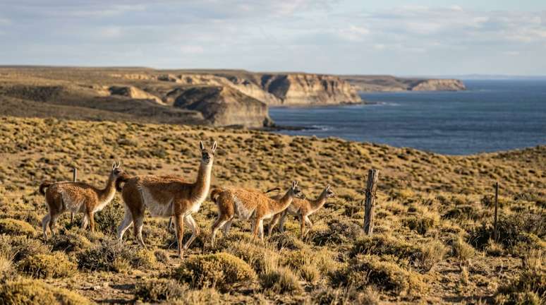 A recupera&ccedil;&atilde;o do territ&oacute;rio n&atilde;o beneficiou apenas as aves marinhas.