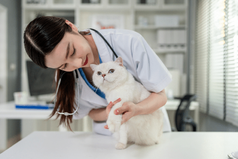 A investiga&ccedil;&atilde;o veterin&aacute;ria ajuda a controlar os sintomas, identificar a causa e definir o tratamento adequado 