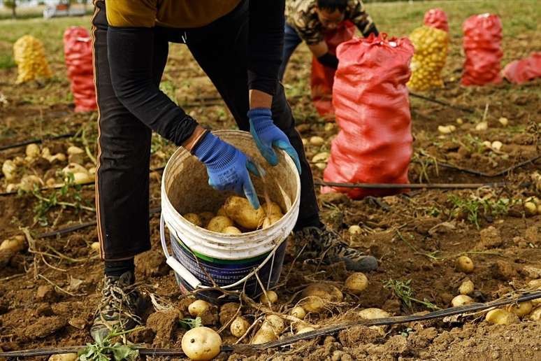 Os novos vizinhos dos produtores de batatas da Mong&oacute;lia Interior s&atilde;o fundamentais para a corrida chinesa pela IA contra os Estados Unidos