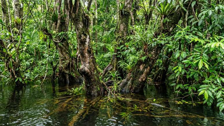 Unidades de conserva&ccedil;&atilde;o integradas garantem a preserva&ccedil;&atilde;o de ecossistemas vitais na floresta tropical.