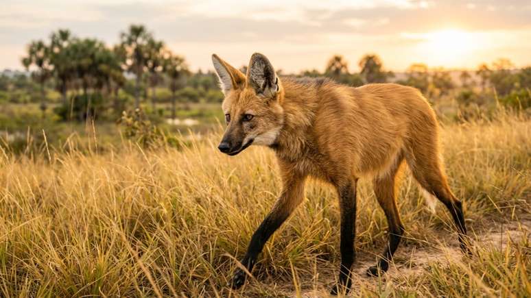 As veredas funcionam como reservat&oacute;rios naturais essenciais para garantir a sobreviv&ecirc;ncia da fauna no Cerrado.