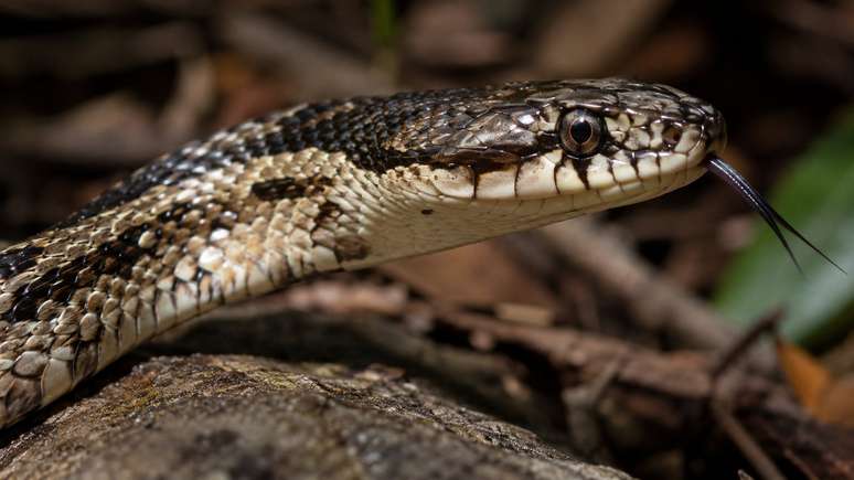 Essa cobra possui adapta&ccedil;&otilde;es surpreendentes para ca&ccedil;ar outras serpentes