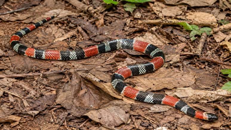 Diante de uma cobra colorida, dist&acirc;ncia &eacute; mais importante que identifica&ccedil;&atilde;o.