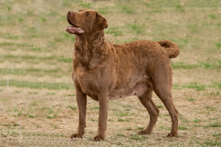 Alimenta&ccedil;&atilde;o adequada, cuidados com a pelagem e acompanhamento veterin&aacute;rio ajudam a manter a sa&uacute;de do chesapeake bay retriever em dia 