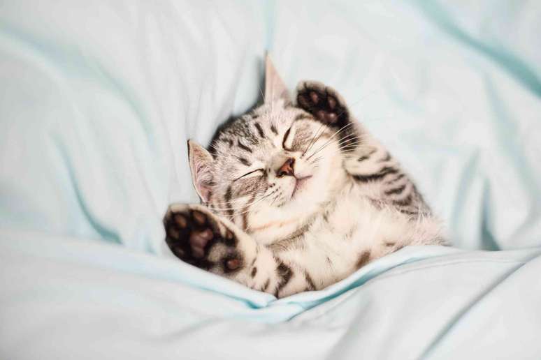 gatinho deitado de costas, dormindo com as patinhas para cima, enrolado em um len&ccedil;ol
