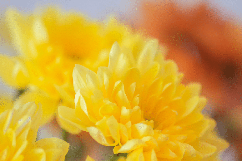 O banho de mel e flores amarelas ajuda a atrair do&ccedil;ura, amor-pr&oacute;prio e rela&ccedil;&otilde;es mais harmoniosas 