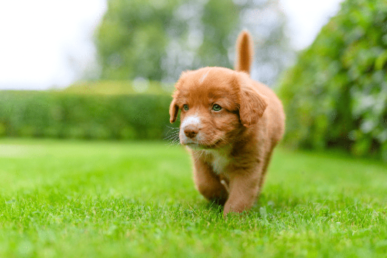 O nome &ldquo;Ad&atilde;o&rdquo; pode ser uma escolha interessante para o primeiro cachorro da fam&iacute;lia 