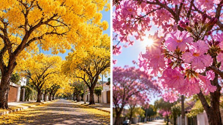 Flores amarelas, rosas, brancas ou roxas tomam conta dos ip&ecirc;s em determinadas &eacute;pocas. Saiba por que a &aacute;rvore floresce sem folhas e o que ocorre depois.