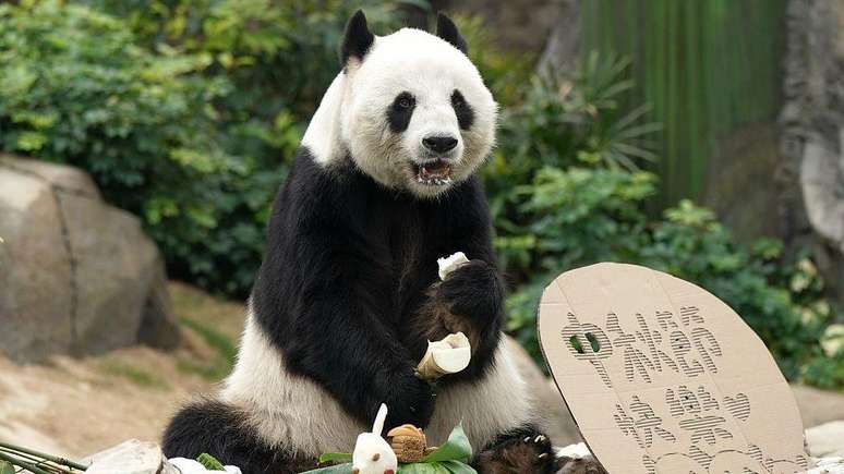 Os pandas desempenham um papel importante nas medidas diplom&aacute;ticas chinesas