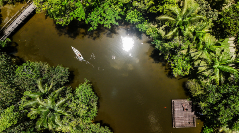 Amaz&ocirc;nia vista de cima
