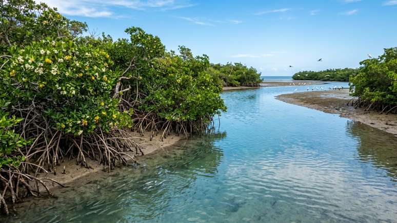 A recupera&ccedil;&atilde;o da marisma em Duck Bay restabeleceu o fluxo biol&oacute;gico e garantiu um ambiente de alta qualidade para a fauna costeira.