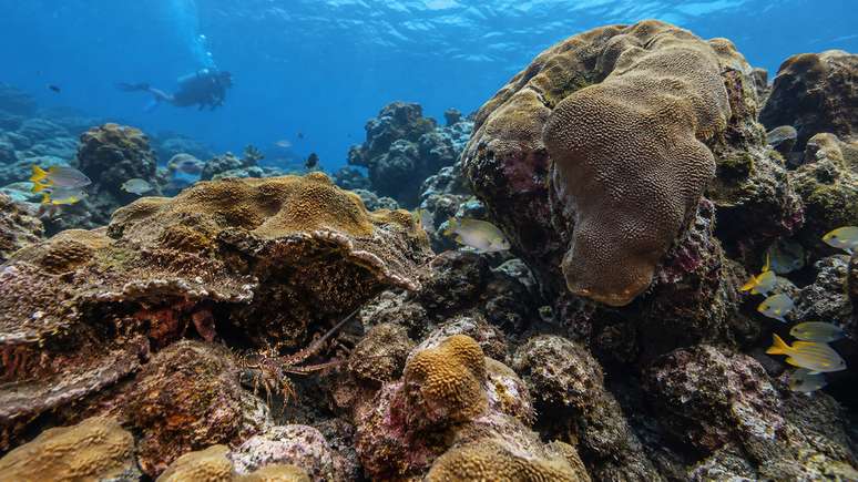 O recife mistura animais, esqueletos minerais e rela&ccedil;&otilde;es biol&oacute;gicas complexas.