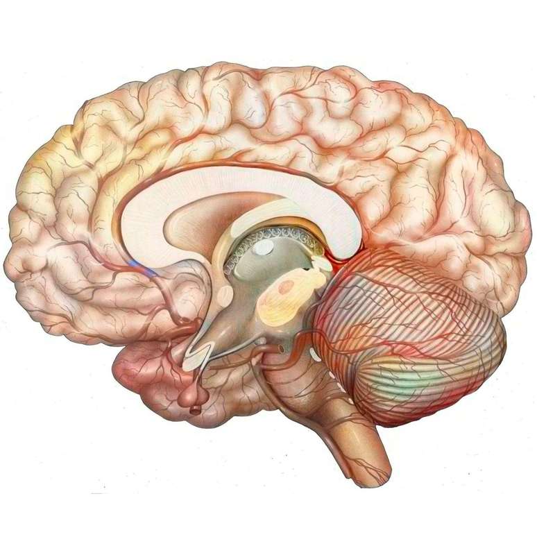 Estudos indicam que o t&aacute;lamo, uma estrutura com formato oval localizada no centro do c&eacute;rebro, seria a primeira regi&atilde;o cerebral a ser desligada, quando algu&eacute;m recebe anestesia geral.