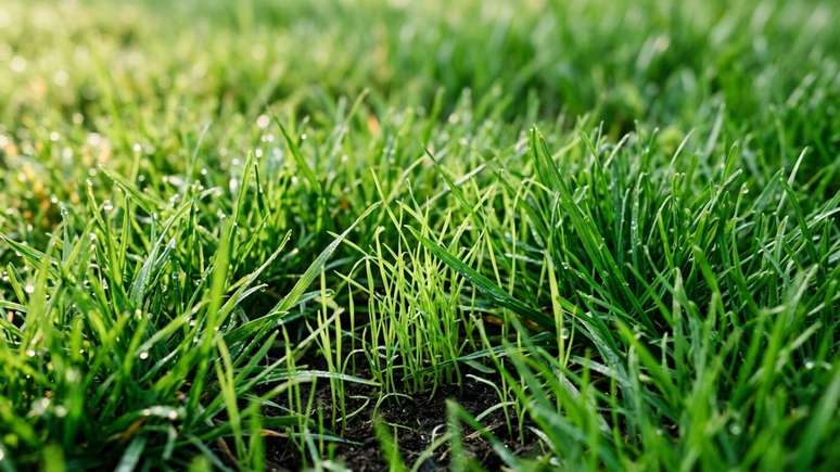 Manter uma rotina de corte adequada e aduba&ccedil;&atilde;o equilibrada protege o jardim e assegura um padr&atilde;o denso e saud&aacute;vel.