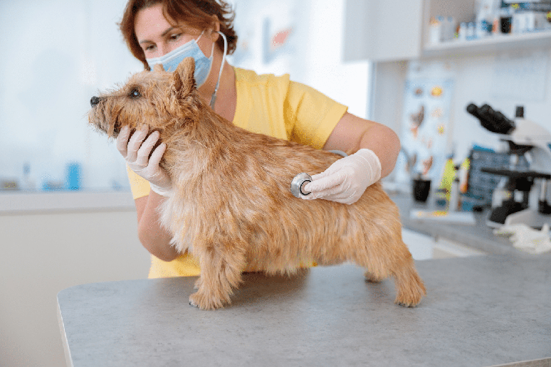 O norwich terrier precisa de acompanhamento peri&oacute;dico com m&eacute;dico-veterin&aacute;rio, al&eacute;m de vacina&ccedil;&atilde;o, controle de parasitas e cuidados preventivos 